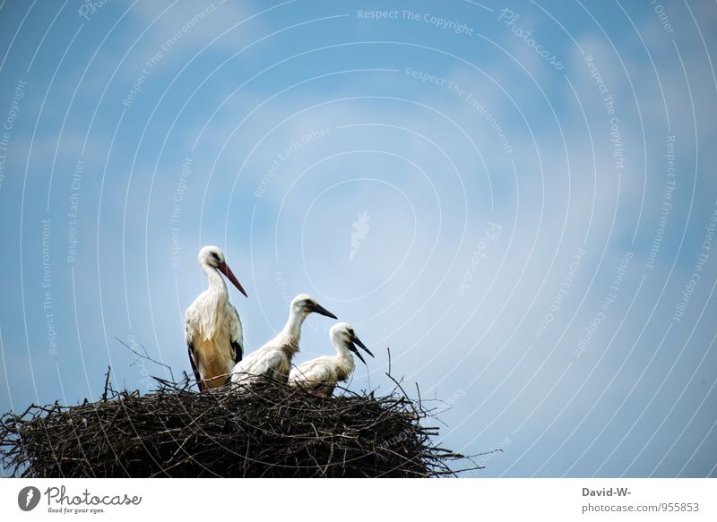 ai ai ai jetzt sind's schon drei Natur Tier Luft Himmel Wolken Sommer Polen Dach Schornstein Wildtier Vogel Frosch Storch Storchschnabel 3 Tiergruppe Tierjunges