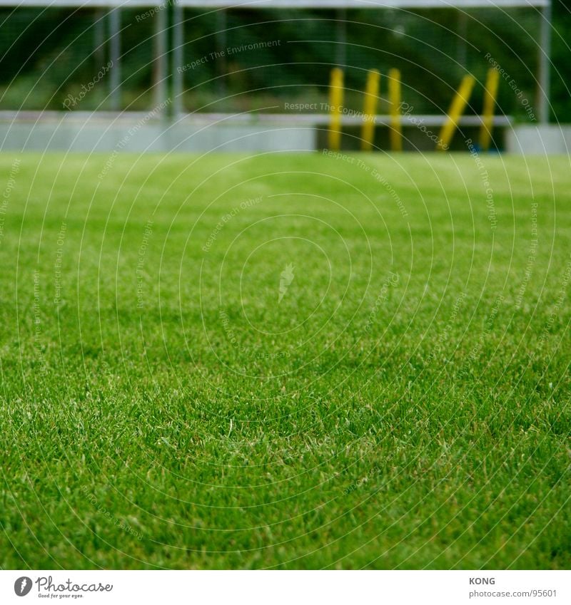 gesperrter platz Gras Sportplatz grün Grünfläche Cottbus Wiese Spielfeld Tiefenschärfe Spielen Ballsport Rasen verein trainingsplatz soccer erste liga