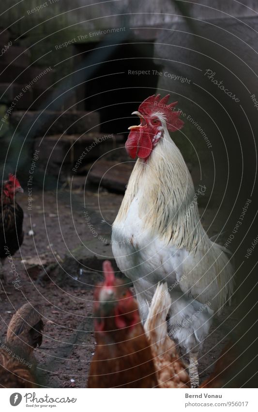 aufstehen! Nutztier Hahn grau rot weiß Krach laut schreien wecken Kamm Schnabel Federvieh Hof Bauernhof Tierhaltung Gehege Haushuhn Stein Gebäude