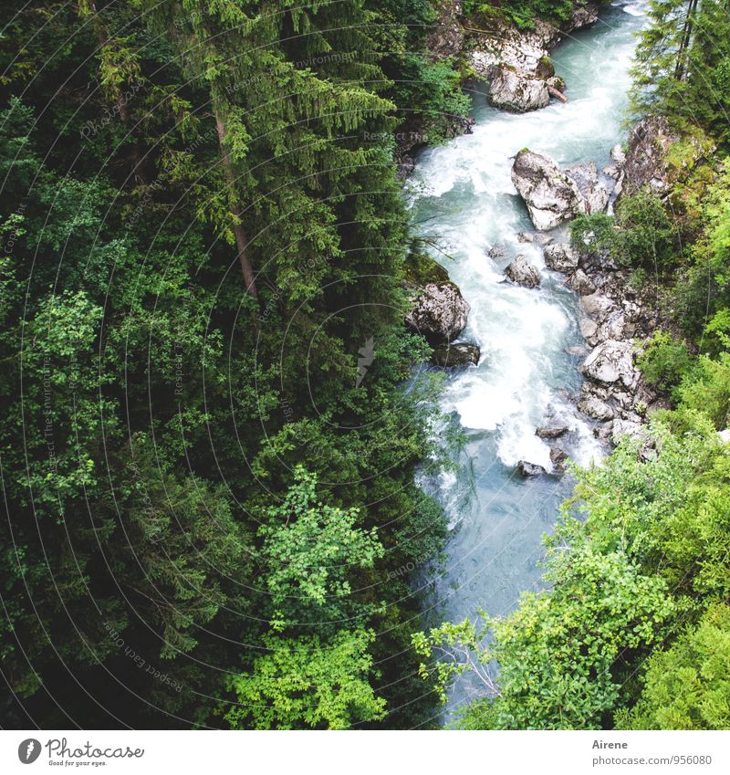 wilder Bach Natur Landschaft Urelemente Wasser Baum Wald Felsen Alpen Schlucht Felsenschlucht Flussufer toben natürlich blau grün Kraft Rauschen tosen urig