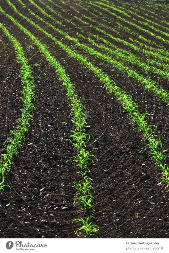 Knick in der Optik Feld braun gepflügt Frühling Kontrast Landwirtschaft Spuren Sommer Weizen Gerste Roggen Bauernhof Ernte Aussaat Saatgut Ferne einfach