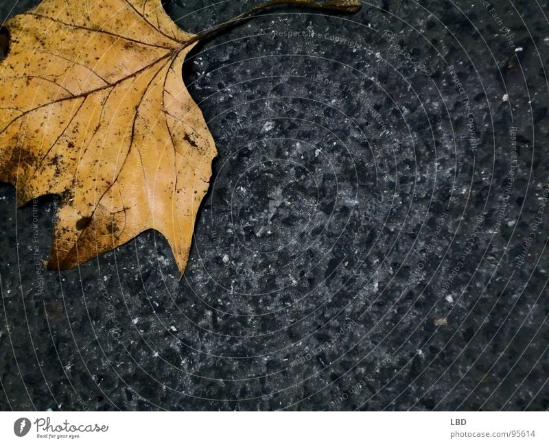 einsamer Herbst Blatt Asphalt grau gelb schwarz Kies Jahreszeiten dunkel Einsamkeit leer Verfall orange Stein Kontrast Tod Farbe Natur Straße