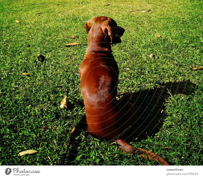 Waiting for someone gehorsam ruhig Blatt Gras grün Hund Kontrolle Spielen Konzentration Herbst Frieden waits obedient obedience calm lawn foliage