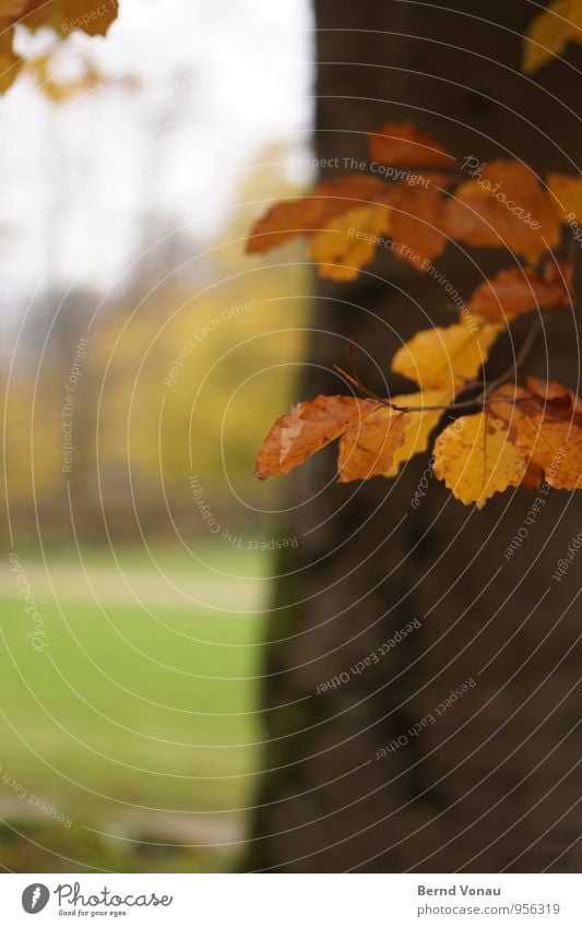 im park Herbst Wetter Baum Gras Blatt Park Wiese Holz hängen nass orange Baumstamm Buche Rasen Zweig Farbfoto Außenaufnahme Menschenleer Textfreiraum links