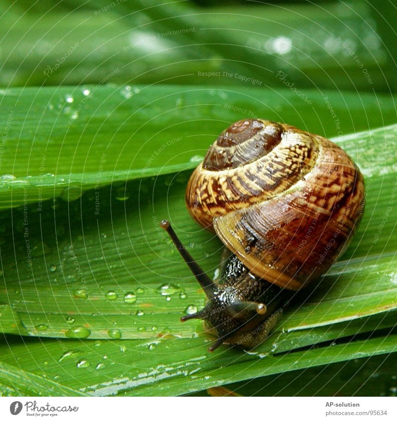 Schnecke *1 Landlungenschnecke Tier Haus Schneckenhaus schleimig Schleim Fühler krabbeln langsam Geschwindigkeit Spirale Gras zurückziehen zerbrechlich Zwitter