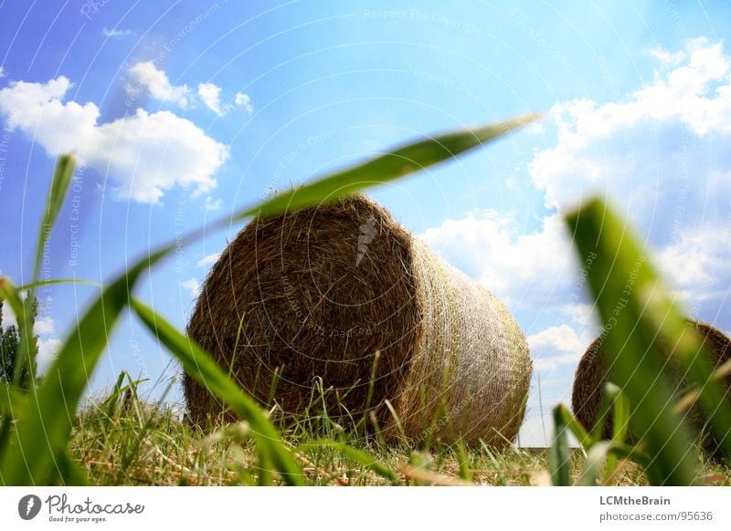 Heu Vs. Traktor Heuballen Sommer Stroh Strohballen Gras Feld gelb Landwirtschaft Wolken Außenaufnahme Dorf Wiese ruhig Natur Himmel Feldaufnahme blau Landschaft