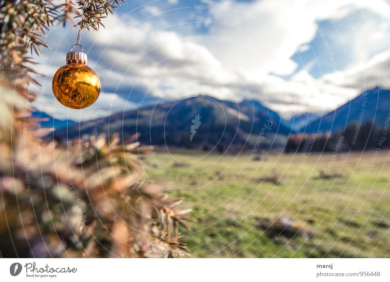 Wer will schon grüne Weihnachten! ruhig Meditation Feste & Feiern Weihnachten & Advent Natur Landschaft Himmel Wolken Herbst Wildpflanze Wacholder Wiese Hügel