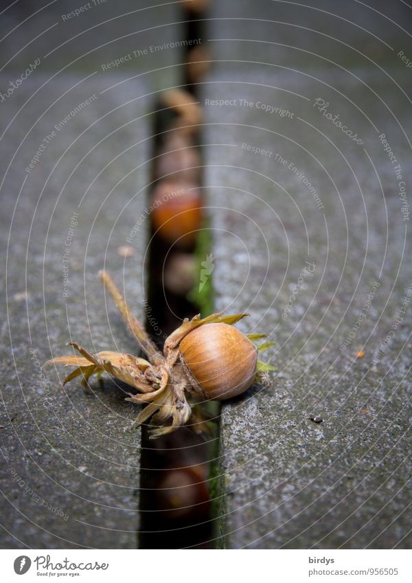 Fundgrube Herbst Haselnuss Spalte Fuge Bodenplatten authentisch positiv braun grau Natur Wandel & Veränderung Fallobst reif Nuss Fruchtstand Farbfoto