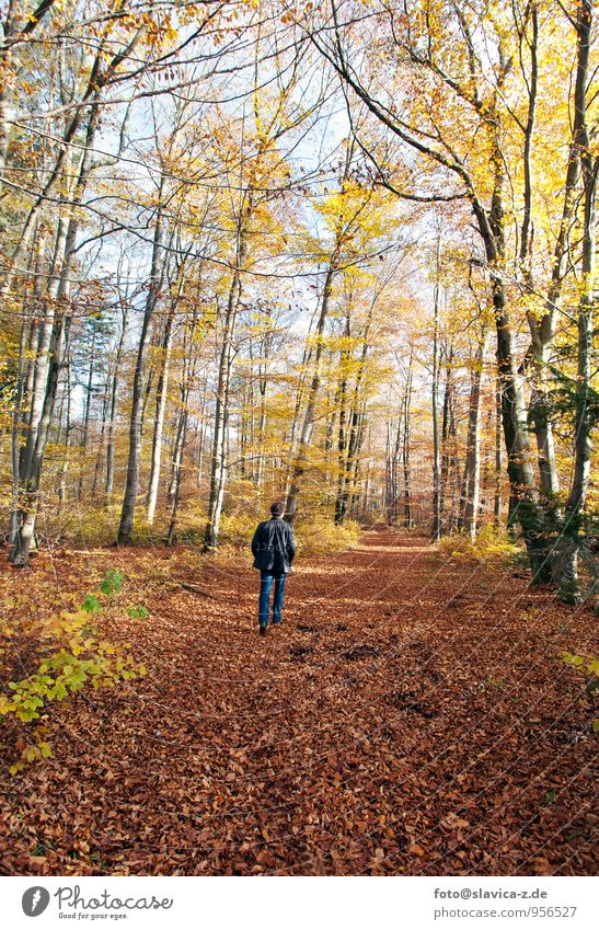 Herbstlicher Wald Ferien & Urlaub & Reisen Freiheit wandern Mensch maskulin 1 Natur Landschaft Pflanze Tier Luft Sonne Sonnenlicht Klima Wetter Schönes Wetter