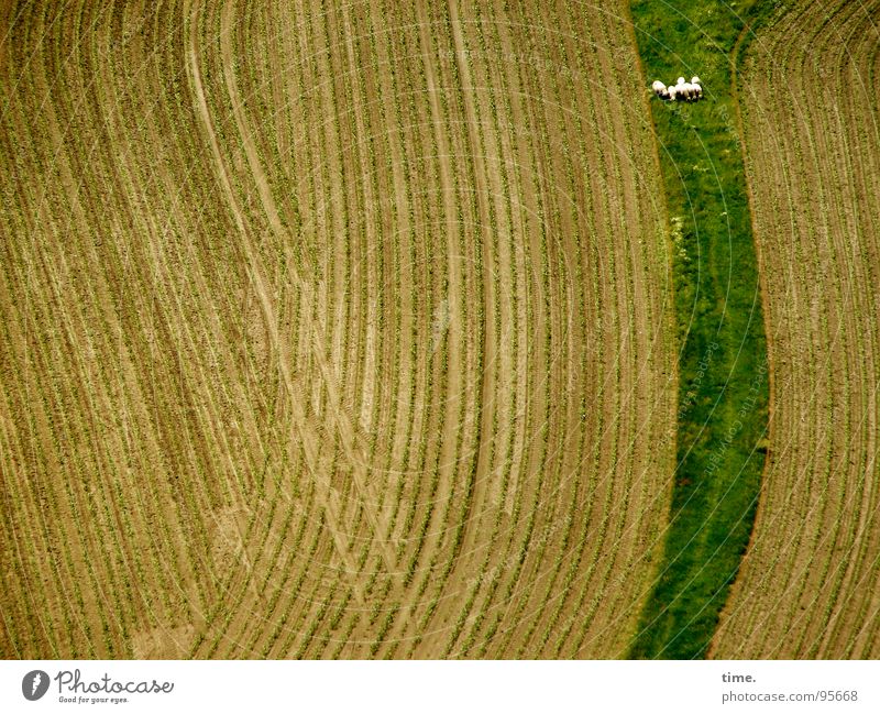 Die Vertreibung der Schäfchen aus dem Paradies Strukturen & Formen Wellen Feld Wege & Pfade grün Ernte spät fließen entgegengesetzt Schaf sanft ausbringen