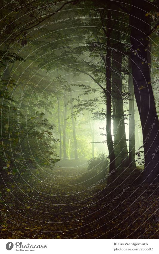 Langzeitbelichtung Umwelt Natur Herbst Klima Nebel Baum Blatt Park Wald Salow braun gelb grün schwarz weiß Erholung Farbfoto Außenaufnahme Menschenleer