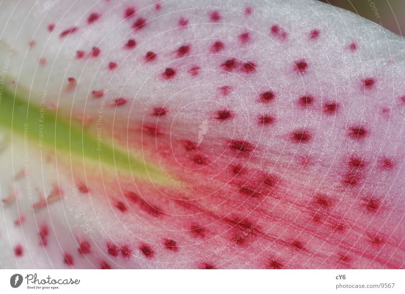 Blütenblatt Blume Blatt rosa weiß gepunktet