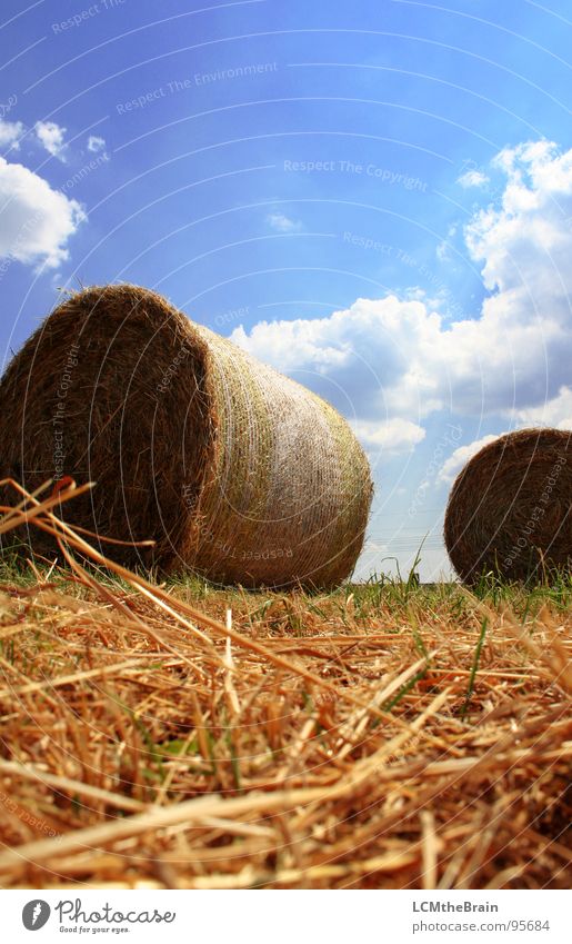 Strohballen Heuballen Sommer Gras Feld gelb Landwirtschaft Wolken Außenaufnahme Dorf Wiese ruhig Natur Himmel Feldaufnahme blau Landschaft Sonne Ernte Hay