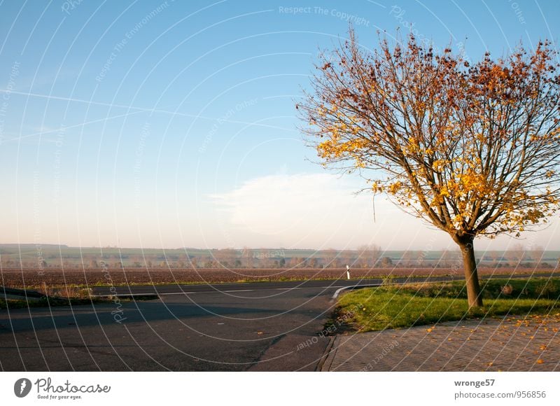 Autofrei Verkehrswege Straße Straßenkreuzung Bundesstraße Autobahnauffahrt blau braun gelb Straßenrand Straßenbelag Parkplatz Baum Laubbaum Herbst Herbstfärbung