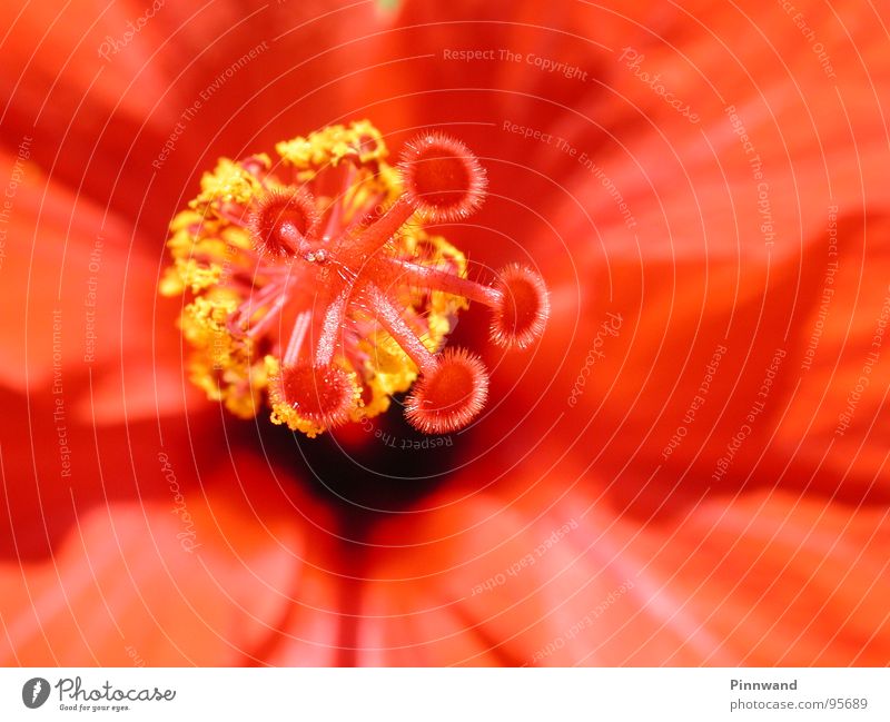 Blumenmeer Hibiscus Blüte Staub Pollen gelb rot grell stechend orange Farbe abstrakt