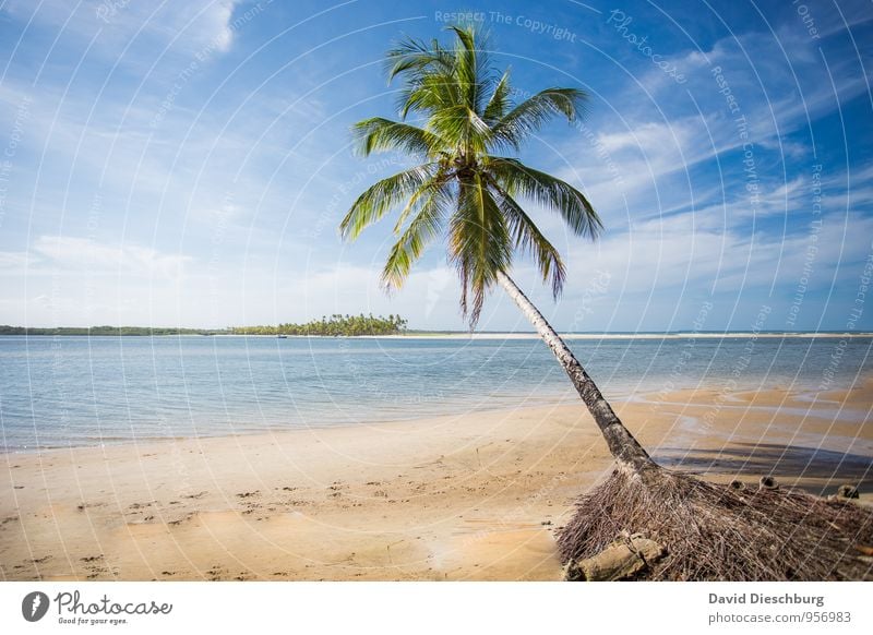 Traumstrand Ferien & Urlaub & Reisen Ferne Sommerurlaub Sonnenbad Natur Landschaft Sand Wasser Himmel Wolken Schönes Wetter Baum Küste Strand Bucht Meer Insel