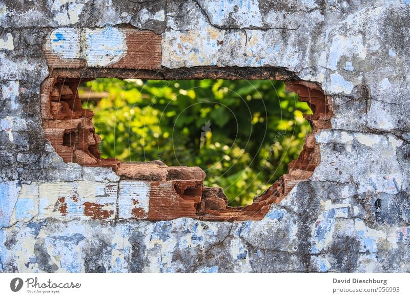 Lückenfüller Pflanze Mauer Wand Fassade blau gelb grün schwarz weiß einzigartig kaputt Loch Strukturen & Formen Riss Altbau Stein Putz Putzfassade rot Baustelle