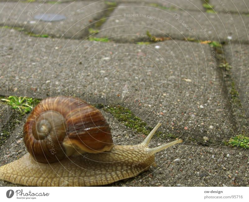 im schneckentempo bis zur 40! Schnecke krabbeln langsam Tier Weinbergschnecken Landlungenschnecke Haus Schneckenhaus bewohnt schleimig Schleim Schleimspur