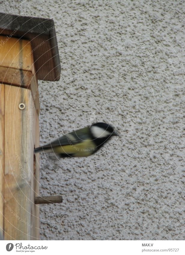 Windeln wechseln Meisen Vogel Futterhäuschen Holz Abheben Wand Momentaufnahme Vogelkasten Luftverkehr