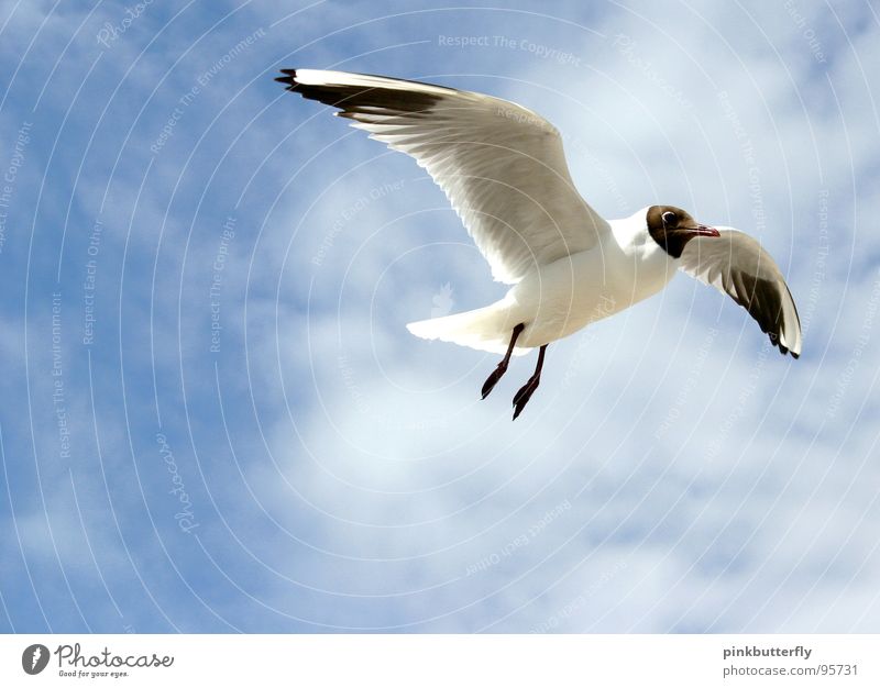 Fly up to the Sky... II Möwe Vogel Luft Schweben Sommer See Meer Küste Ferien & Urlaub & Reisen weiß braun Erholung Strand Wolken Fächer Beine Schwarzkopfmöwe