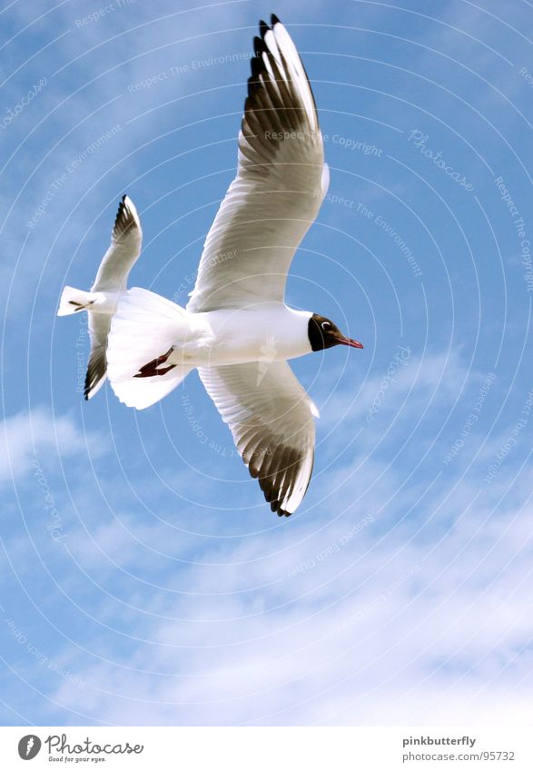 Fly up to the Sky... II Möwe Vogel Luft Schweben Sommer See Meer Küste Ferien & Urlaub & Reisen weiß braun Erholung Strand Wolken Fächer Beine Froschperspektive