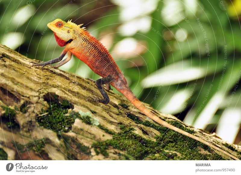 male oriental garden lizard on a tree Stil exotisch Ferien & Urlaub & Reisen Sommer Natur Tier Baum Urwald Wildtier sitzen braun grün rot Agamen agamid Asien