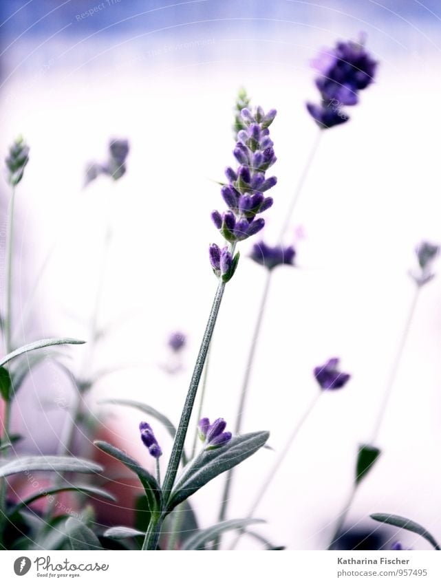 Lavendel Natur Pflanze Nutzpflanze Wildpflanze Wiese Blühend Zierpflanze Lavendelfeld Blütenknospen Blütenblatt violett grün ruhig beruhigend Farbfoto