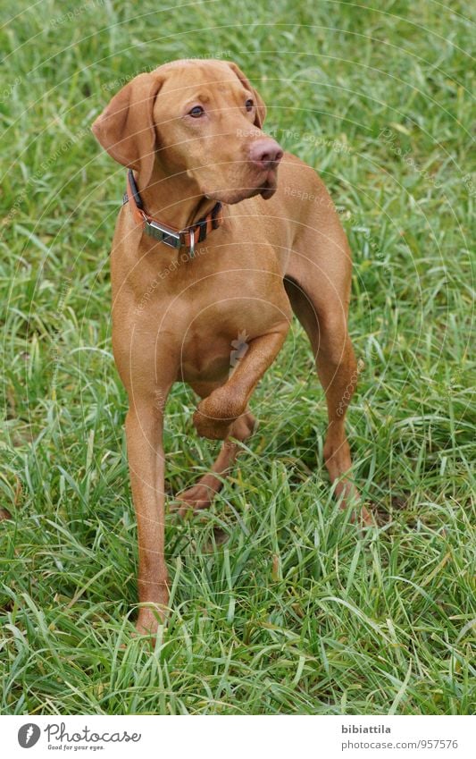 Jagdhund bei der Arbeit Tier 1 beobachten natürlich sportlich braun selbstbewußt Mut Selbstbeherrschung Farbfoto Außenaufnahme Tag Sonnenlicht