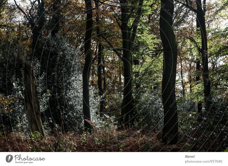 Lost Umwelt Natur Landschaft Pflanze Frühling Baum Wald wild Angst Wege & Pfade Vielfältig Jahreszeiten herbstlich Herbst Waldstimmung verloren Forstwirtschaft