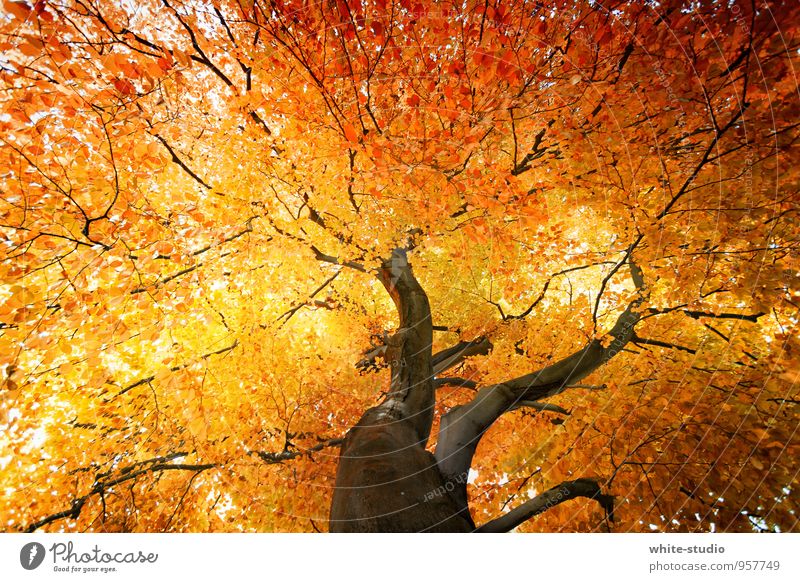 Herbstpracht Baum Blatt Stolz herbstlich Laubbaum Herbstfärbung Herbstlandschaft Herbstlaub rothaarig orange gold Herbstbeginn Herbstwetter Herbstwald Baumkrone