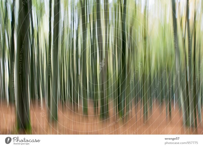 Kein Tannenwald Natur Pflanze Herbst Baum Laubbaum Buche Wald braun grün Buchenwald Bewegungsunschärfe Baumstamm Nationalpark Jasmund Experiment Unschärfe