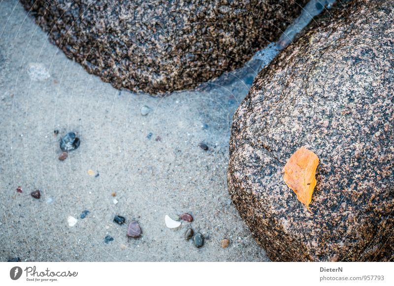 Herbst Natur Landschaft Blatt Strand Ostsee Meer blau braun gelb grau Stein Sand Wasser Außenaufnahme Detailaufnahme Menschenleer Textfreiraum links