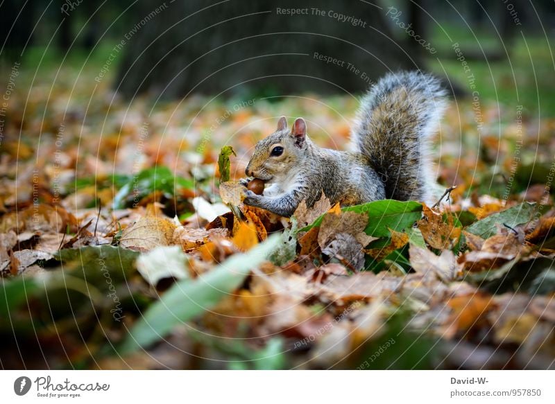 bestens gewappnet Nuss Nussknacker Essen Vegetarische Ernährung Fingerfood Natur Tier Herbst Winter Blatt Blätterdach Park Wald Wildtier Tiergesicht Fell