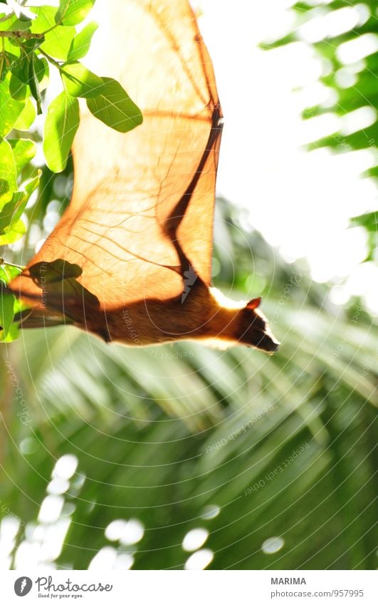 Flying Fox upside down in tree Stil exotisch Ferien & Urlaub & Reisen Natur Tier Baum Blatt Urwald Wildtier braun grün schwarz Wachsamkeit Asien Ast Zweig