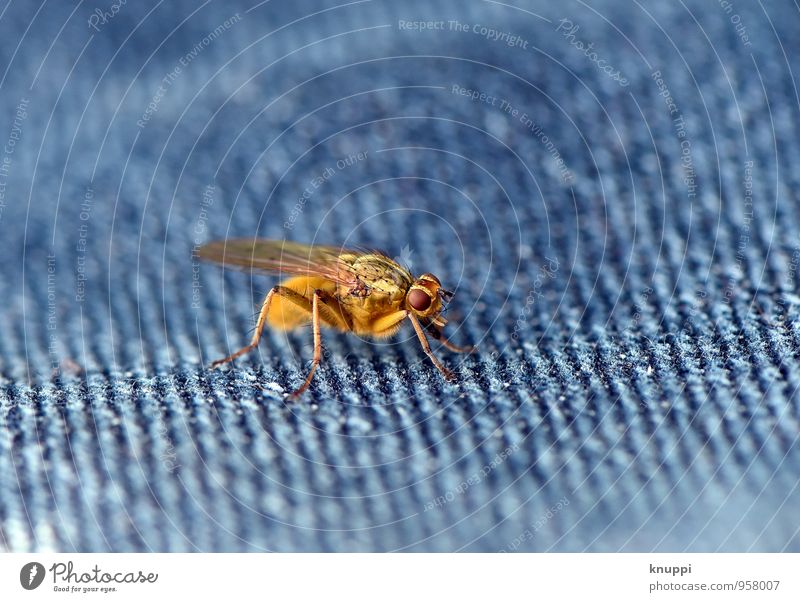 Die Fliege! Natur Sonne Sonnenlicht Frühling Sommer Schönes Wetter Wärme Tier Wildtier Tiergesicht Flügel 1 außergewöhnlich bedrohlich authentisch gruselig hell