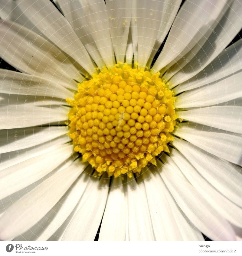 Gar nicht erst anfangen, dann ist die Überraschung größer Blume Blüte Gänseblümchen Korbblütengewächs Zungenblüte Pollen Spiegelei Wachstum Blühend schön