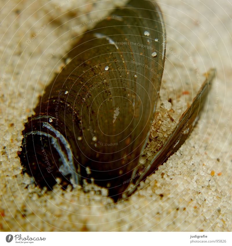 Miesmuschel Strand Muschel Fundstück Ordnung finden Meer Ferien & Urlaub & Reisen Sommer Haus leer hart Umwelt braun schwarz Fisch Küste Sand Ostsee Riffel