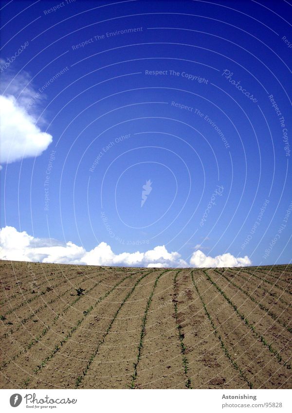 am Horizont wandern die Wolken Umwelt Natur Landschaft Pflanze Erde Himmel Frühling Schönes Wetter Dürre Nutzpflanze Feld stehen Wachstum Unendlichkeit klein