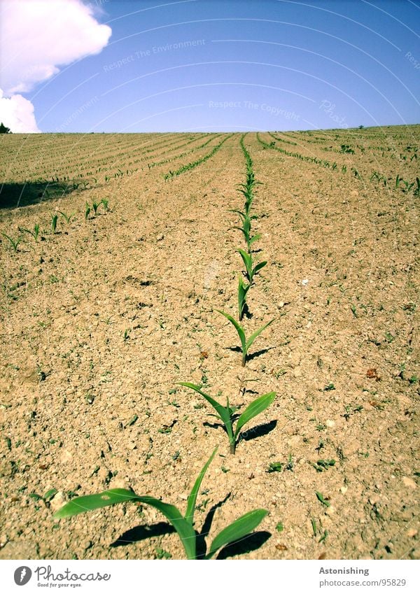 Wer wächst am schnellsten? Sommer Umwelt Natur Landschaft Pflanze Erde Himmel Wolken Horizont Wetter Schönes Wetter Dürre Grünpflanze Nutzpflanze Feld stehen