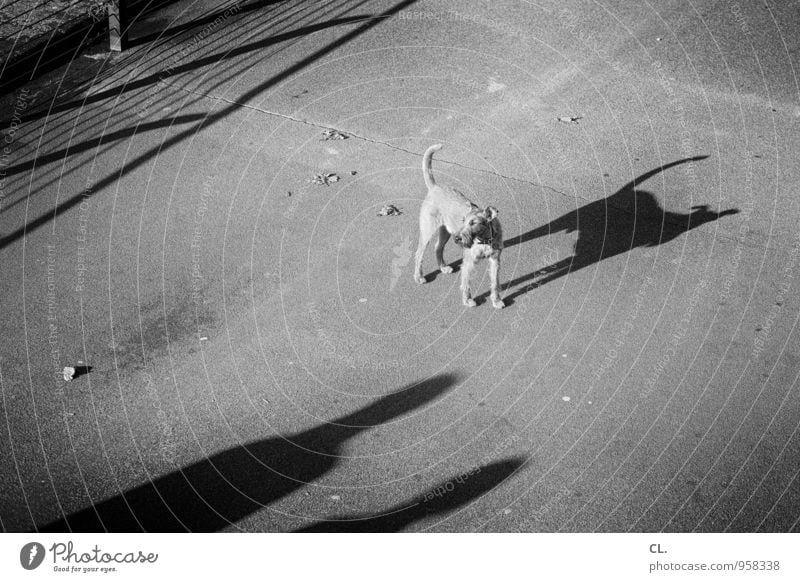 kleiner hund ganz groß Freizeit & Hobby Mensch 2 Verkehrswege Fußgänger Wege & Pfade Fußweg Tier Hund Schwanz 1 Zaun Schattenspiel gehen warten Tierliebe Treue