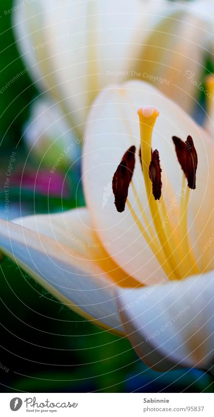 (behaarte) Lilie Lilien Blume Blüte Blütenblatt Lilienblüte Nahaufname Stempel Natur