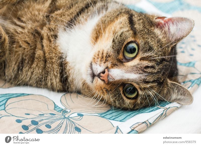 Kleiner Mann Schlafzimmer Tier Haustier Katze Tiergesicht Fell 1 liegen Blick warten kuschlig natürlich Wärme weich braun schwarz weiß Sicherheit Geborgenheit