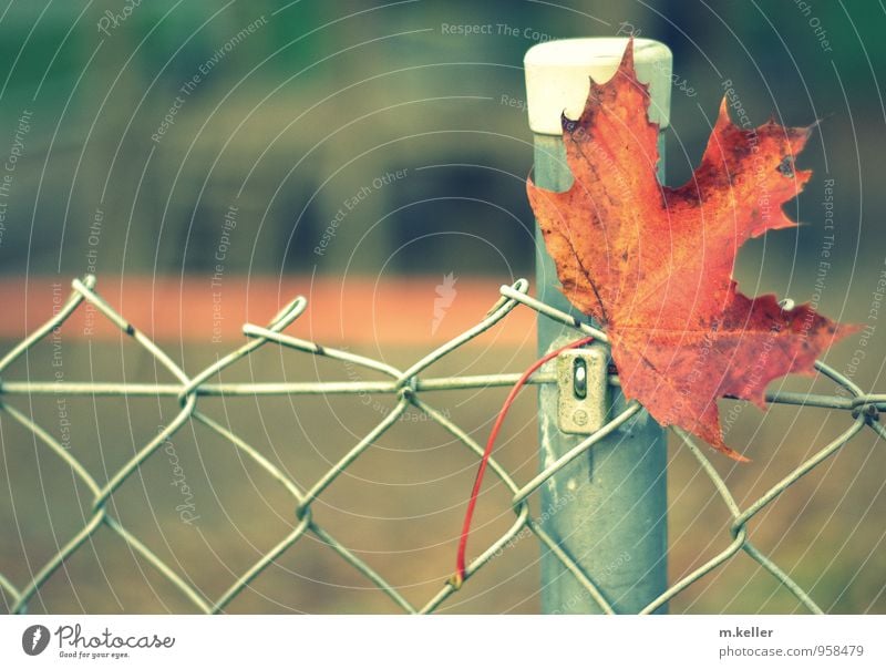 autumn leaf Pflanze einzigartig Identität Natur Detailaufnahme