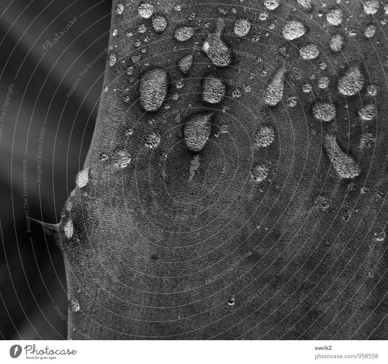 Sukkulente Umwelt Natur Pflanze Wassertropfen Blatt Wildpflanze exotisch Agave Dorn Stachel authentisch Flüssigkeit glänzend klein nah nass natürlich ruhig rein