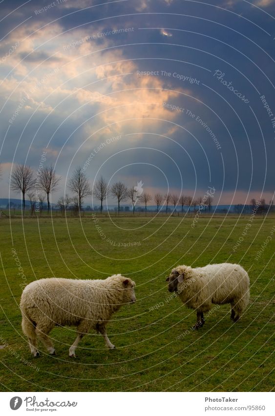 Kampf der Schafe HDR Vieh Wolken Allee Baum Wut Brunft Feld Wiese Ärger Säugetier Himmel Landschft Sonne kämpfen