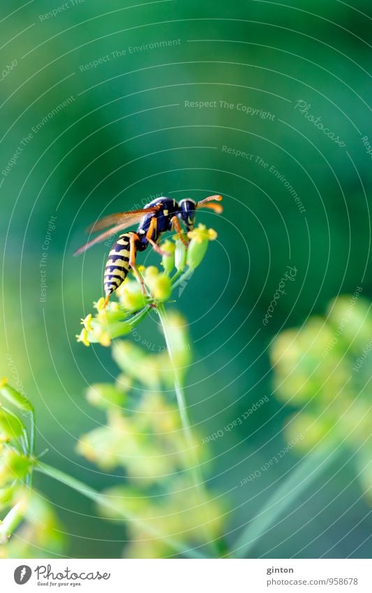 Die Wespe Umwelt Natur Pflanze Tier Sommer Gras Grünpflanze Wildpflanze Wildtier Wespen 1 Blühend festhalten Fressen krabbeln Duft natürlich Farbfoto mehrfarbig