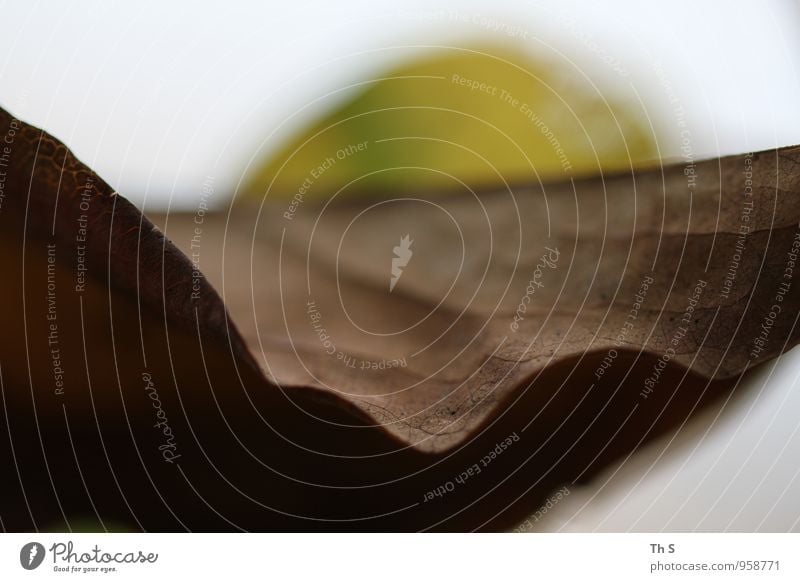 Blatt Natur Pflanze Herbst verblüht ästhetisch authentisch einfach elegant einzigartig natürlich Gelassenheit geduldig ruhig Zufriedenheit harmonisch schön