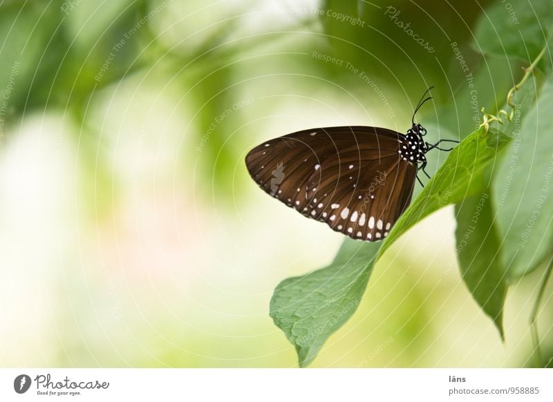 Rastplatz Sommer Blatt Schmetterling 1 Tier Erholung schön natürlich gelb grün einzigartig Erwartung Pause sitzen Insekt Farbfoto Textfreiraum links