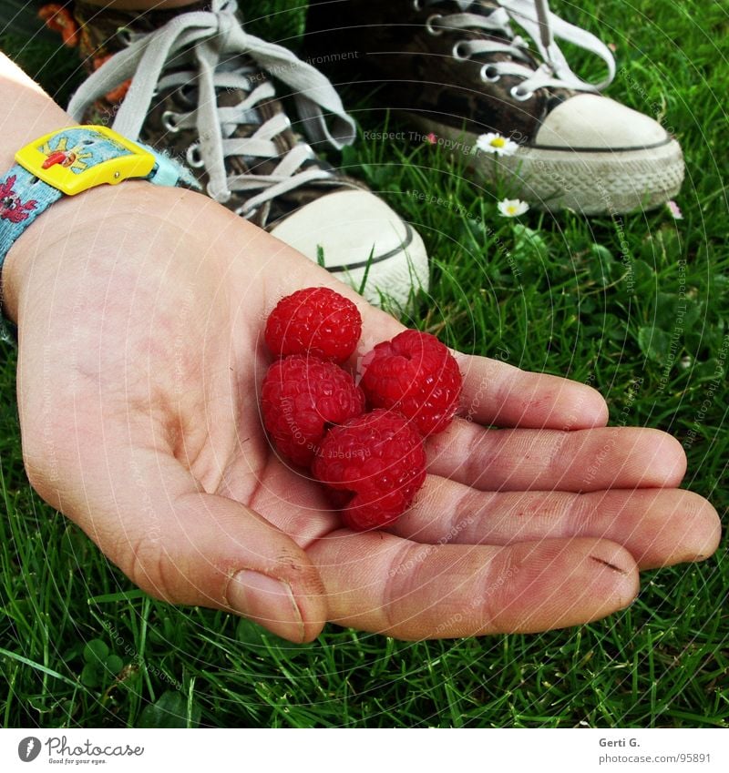 Himbeerchen Himbeeren 4 gepflückt rot Hand anbieten Präsentation Finger Schuhe Chucks Gras Wiese grün Gänseblümchen Frucht Sommer raspberry raspberries