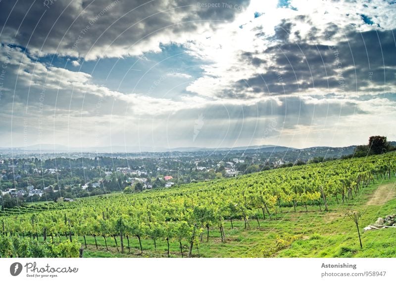 Sonnenstrahlen über Wien Umwelt Natur Landschaft Pflanze Himmel Wolken Horizont Sonnenlicht Herbst Wetter Gras Sträucher Nutzpflanze Hügel Österreich Haus hell